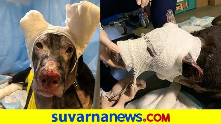 Hero dog saves four patients from inferno at Russian hospice after running into the building to raise the alarm pod Hero dog saves four patients from inferno at Russian hospice after running into the building to raise the alarm pod