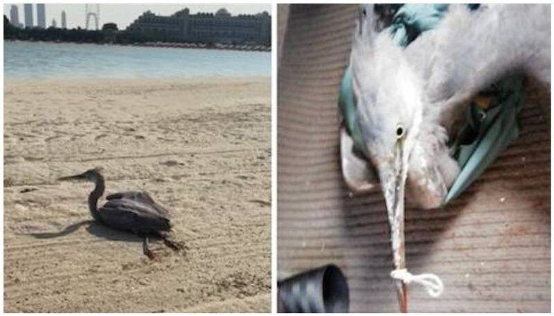Sheikh Mohammed thanks journalist for rescuing injured bird