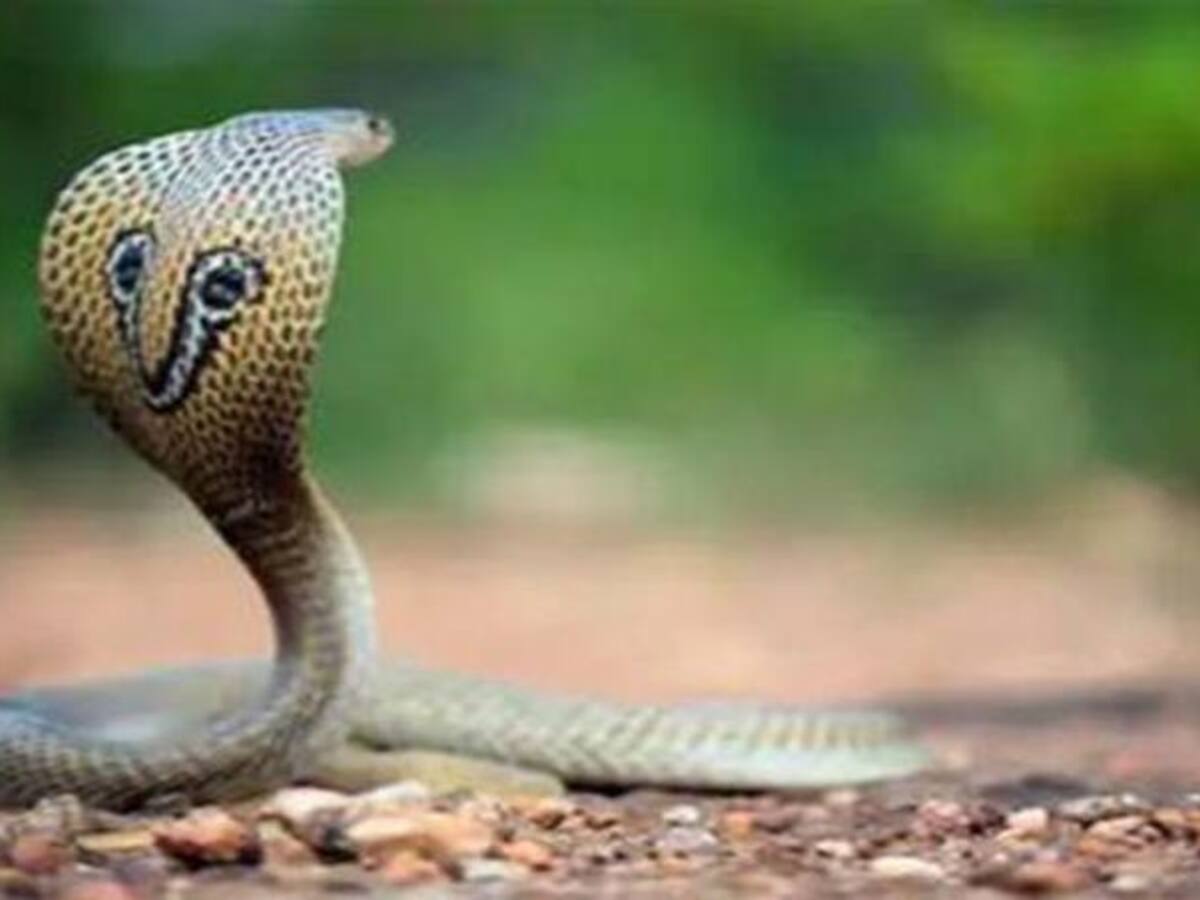 Putting his own life at risk, Uttarakhand man rescues hundreds of snakes