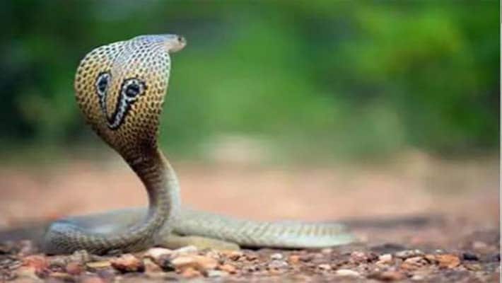 Husband got arrested for snake bite for second wife for first wife in madhya pradesh Husband got arrested for snake bite for second wife for first wife in madhya pradesh