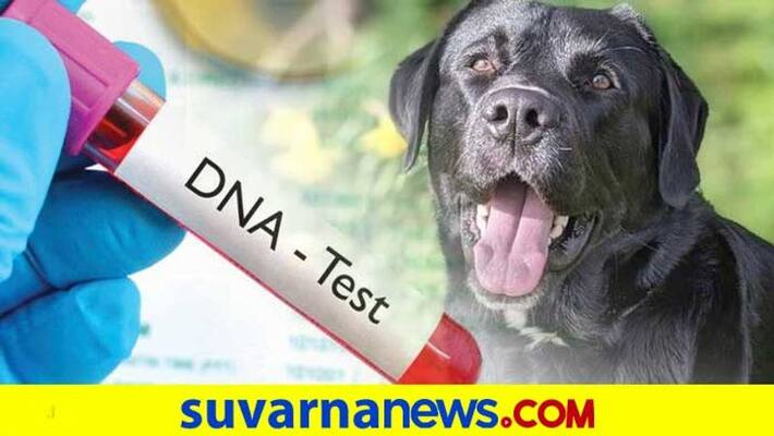 Dog ownership dispute to be settled by DNA test in Madhya Pradesh mah Dog ownership dispute to be settled by DNA test in Madhya Pradesh mah