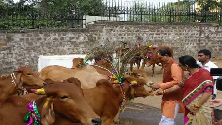Cm Shivraj Singh Chauhan will announce research center for cows in Madhya Pradesh kpl Cm Shivraj Singh Chauhan will announce research center for cows in Madhya Pradesh kpl