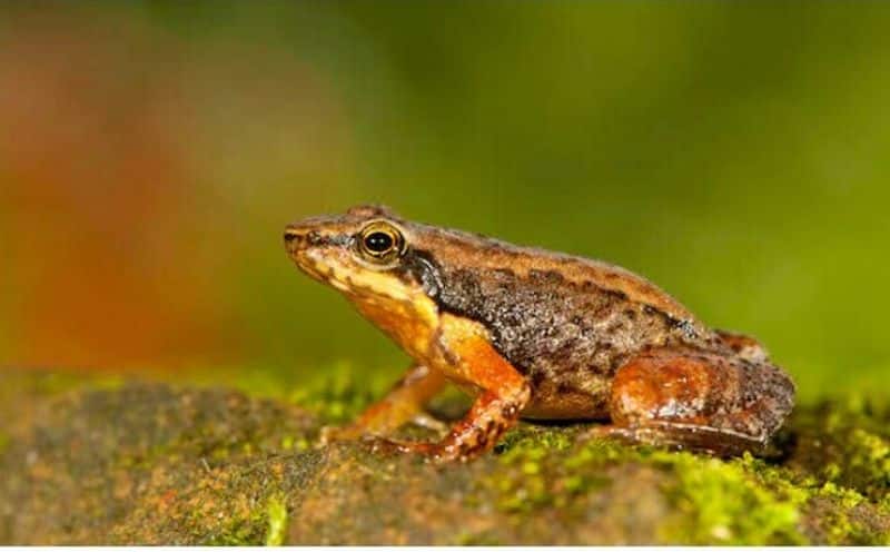 Dancing frog found in Western Ghats kerala