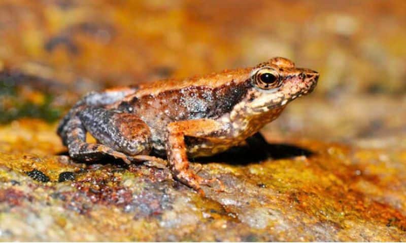 Dancing frog found in Western Ghats kerala