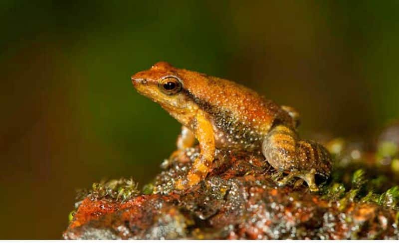 Dancing frog found in western Ghats Kerala