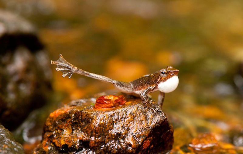 Dancing frog found in western Ghats Kerala