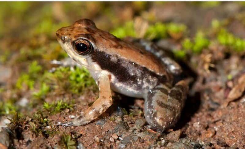 Dancing frog found in western Ghats Kerala