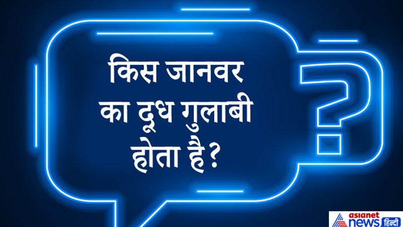 जवाब. हिप्पो (Hippos)
