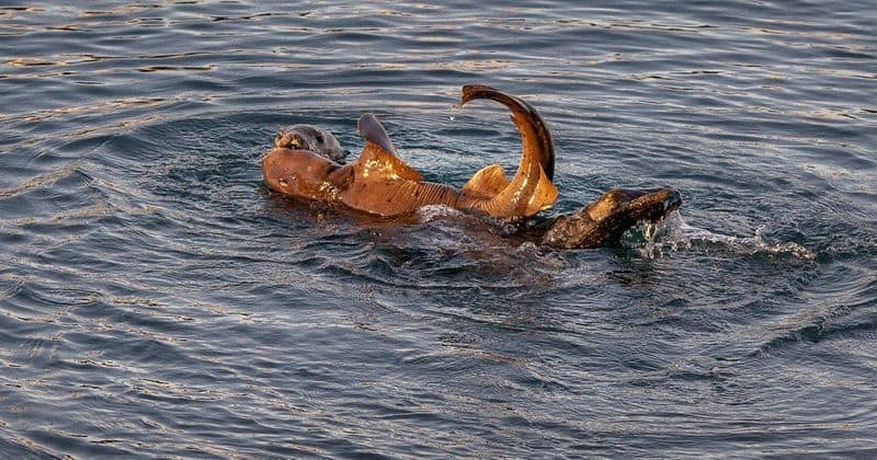 Sea Otter caught a shark photo story