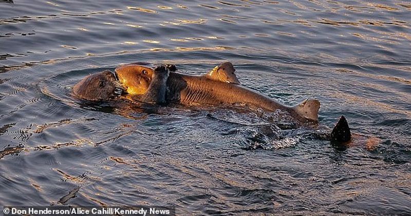 Sea Otter caught a shark photo story