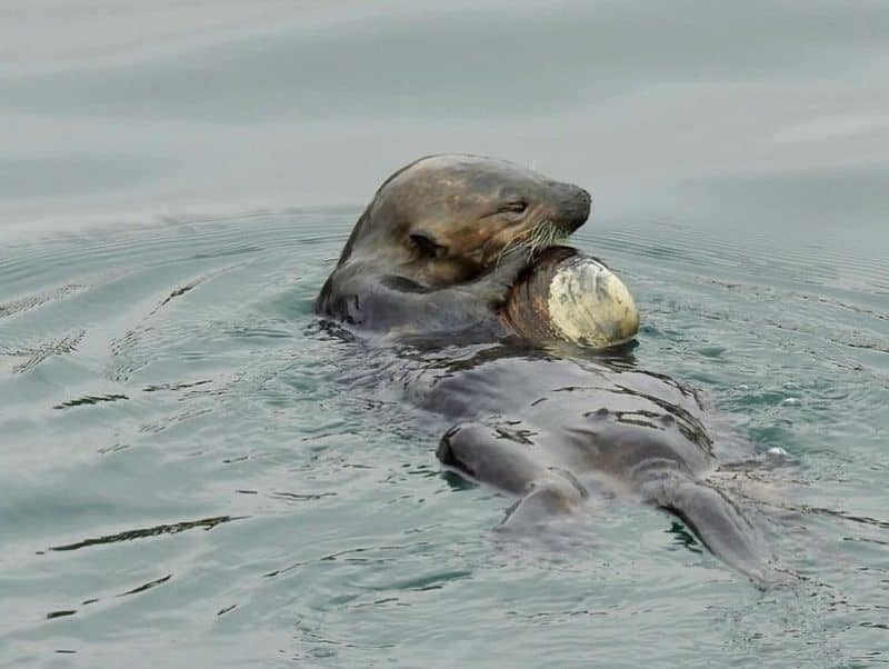 Sea Otter caught a shark photo story