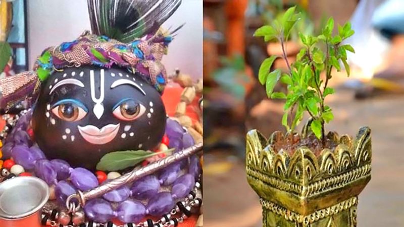 <p>ಇದರಿಂದ ಕೋಪಗೊಂಡ ತುಳಸಿ ಶ್ರೀ ಹರಿಗೆ ಕಲ್ಲಾಗು ಎಂದು ಶಾಪ ಕೊಟ್ಟ ಕಾರಣ ಶ್ರೀ ಹರಿ ಸಾಲಿಗ್ರಾಮದ ರೂಪದಲ್ಲಿ ಜನ್ಮಿಸಿದರು. ತುಳಸಿ ಇಲ್ಲದೆ ಸಾಲಿಗ್ರಾಮದ ಪಂಜೆ ಯಾವತ್ತೂ ಪೂರ್ಣಗೊಳ್ಳುವುದೇ ಇಲ್ಲ. </p>