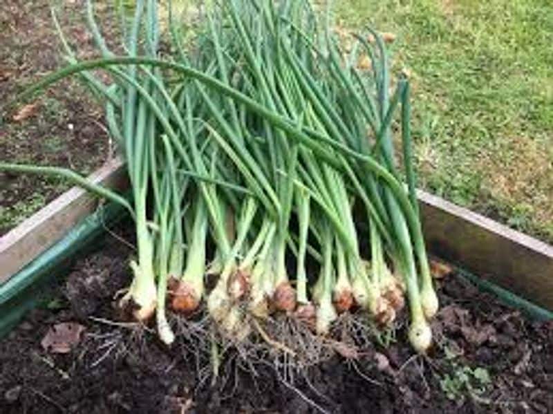 Do you know how many health benefits in spring onion