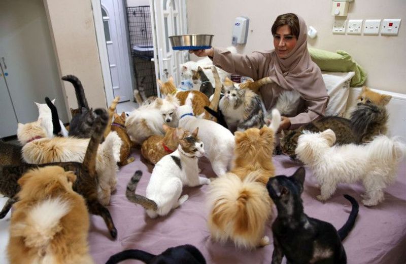 woman in oman lives with 480 cats and 12 dogs