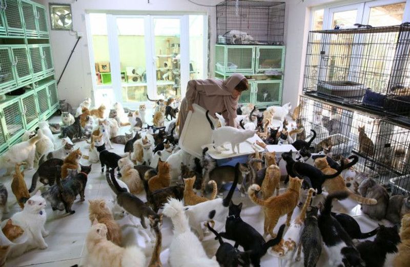 woman in oman lives with 480 cats and 12 dogs