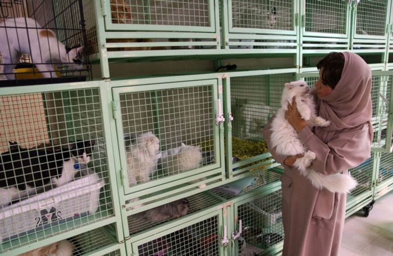 woman in oman lives with 480 cats and 12 dogs
