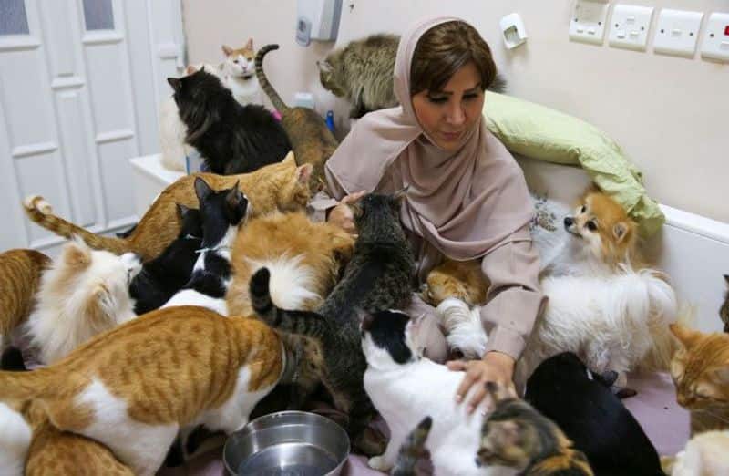woman in oman lives with 480 cats and 12 dogs