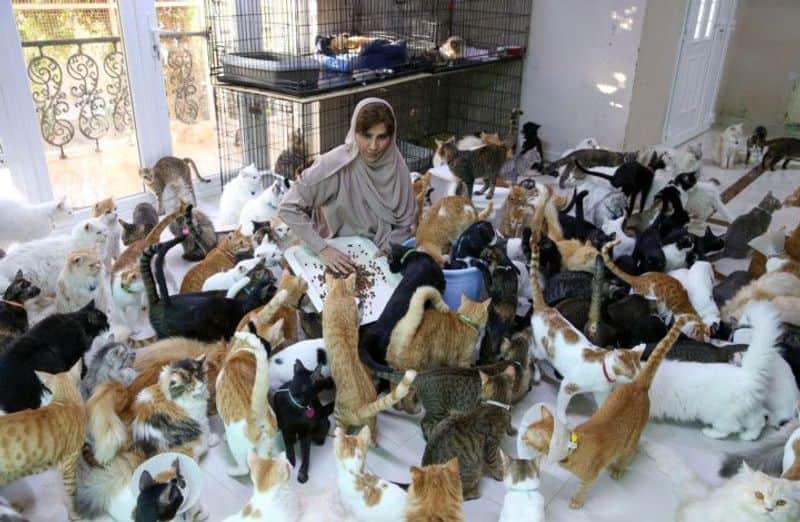 woman in oman lives with 480 cats and 12 dogs