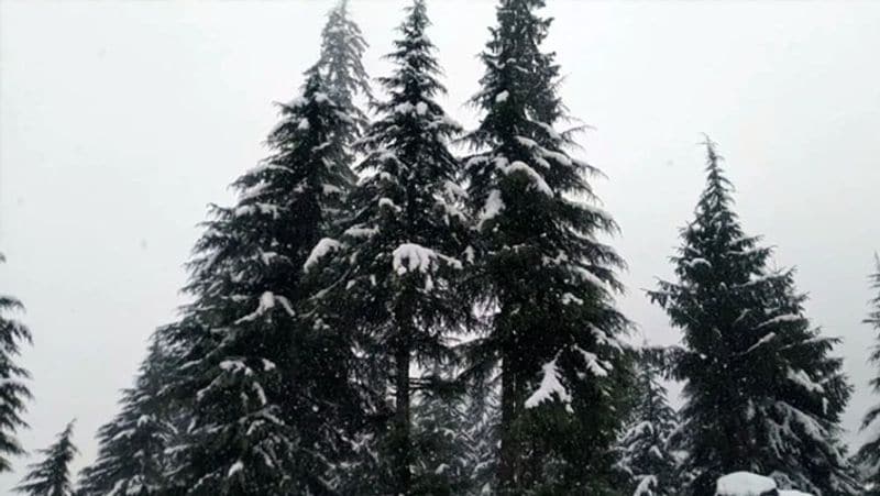 हिमाचल में पेड़ों पर इस तरह बर्फ की सफेद चादर बिछ गई है।