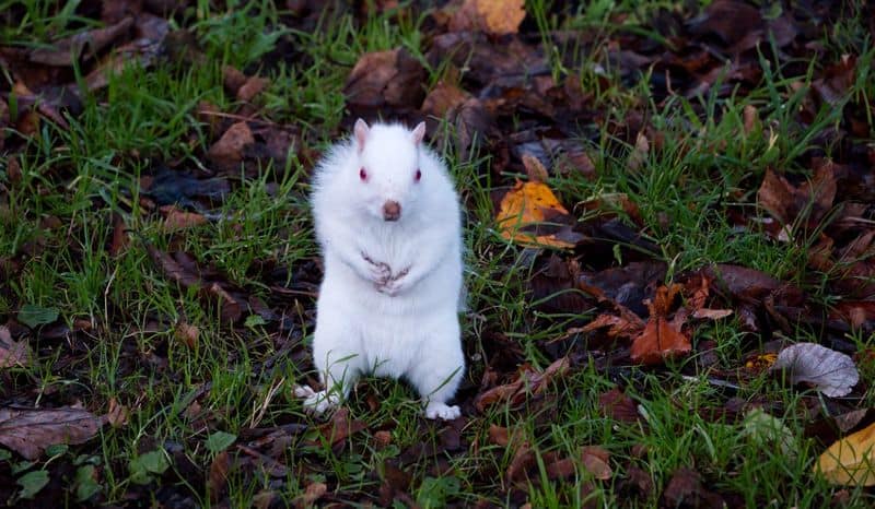 Father of two spots of one of only 50 albino British squirrels outside his Edinburgh flat pod