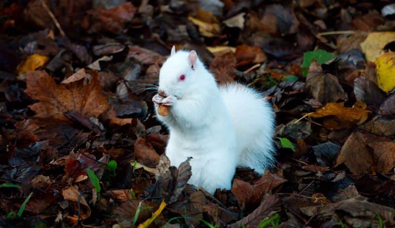 Father of two spots of one of only 50 albino British squirrels outside his Edinburgh flat pod