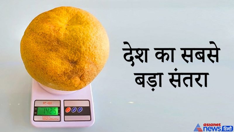 इस संतरे के बारे में ऋतु मल्होत्रा नामक महिला ने अपने ट्वीटर पर शेयर किया है। इसमें उन्होंने दावा किया है कि यह देश का सबसे बड़ा संतरा है। 