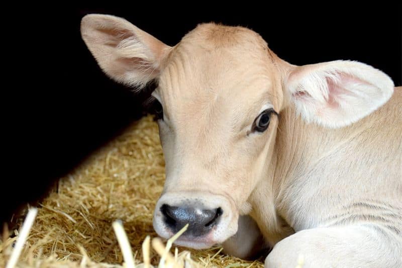 Organic milk production tips
