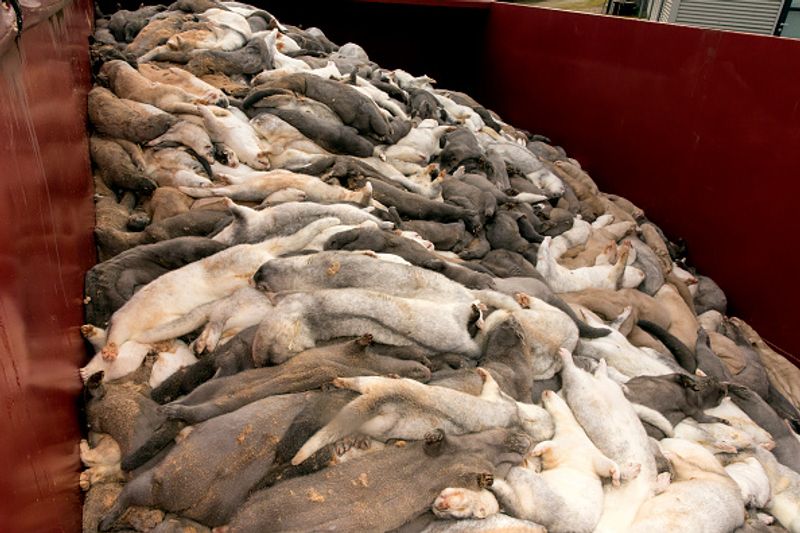 Covid 19 The worlds largest fur coat industry collapsed in denmark