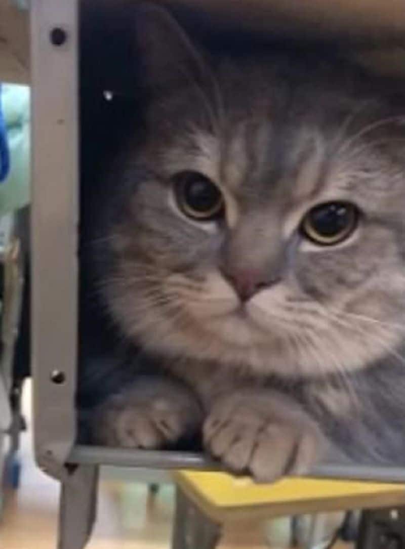 Sweet moment pet cat quietly stays inside his student owners desk after she secretly brought it into class dpl