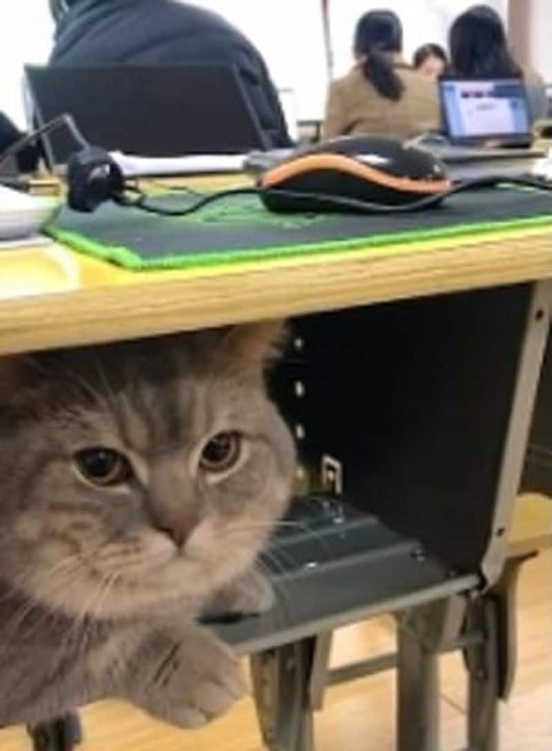 Sweet moment pet cat quietly stays inside his student owners desk after she secretly brought it into class dpl