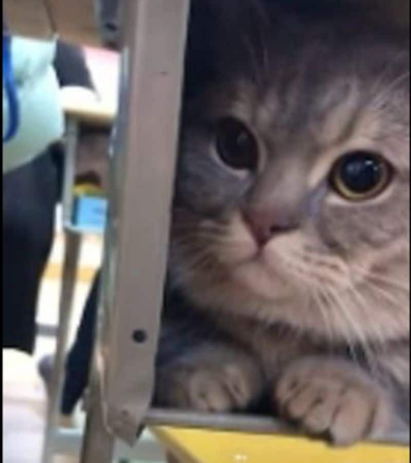 Sweet moment pet cat quietly stays inside his student owners desk after she secretly brought it into class dpl