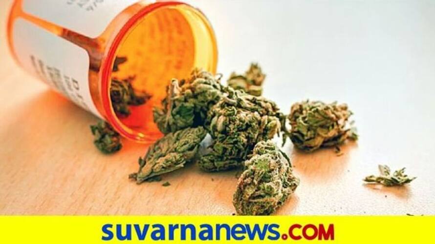 Five Peddlers Arrested For Drugs Cases in Bengaluru grg Five Peddlers Arrested For Drugs Cases in Bengaluru grg