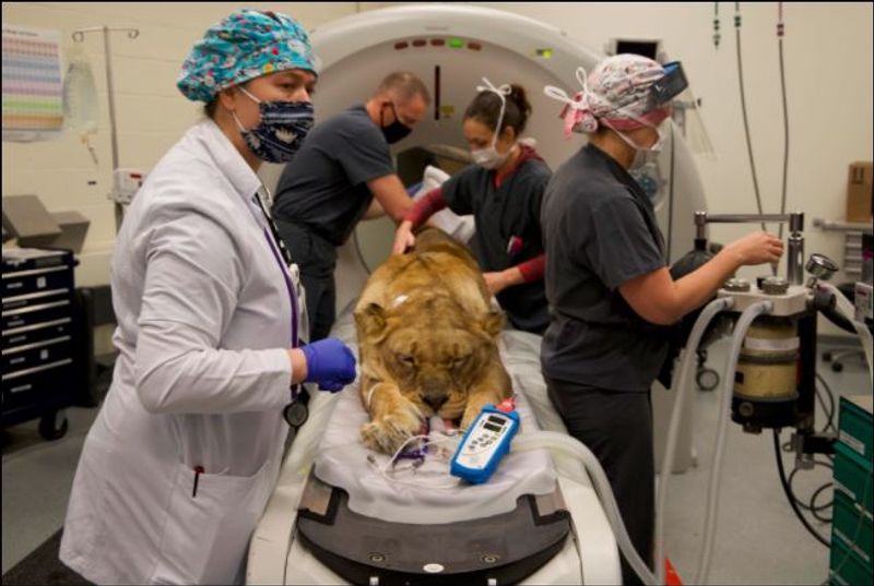 Lioness infected uterus treated by doctors dpl
