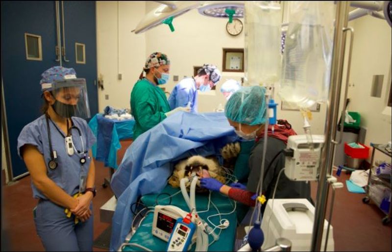 Lioness infected uterus treated by doctors dpl