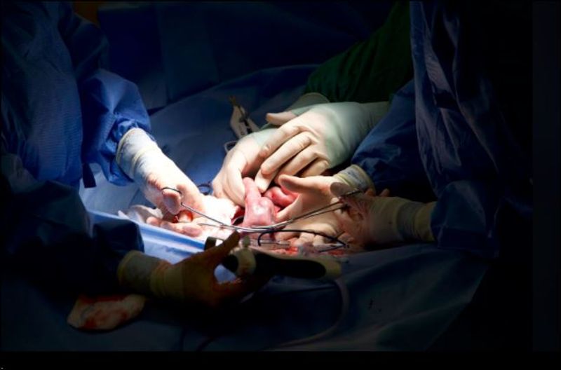 Lioness infected uterus treated by doctors dpl