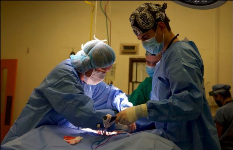 Lioness infected uterus treated by doctors dpl