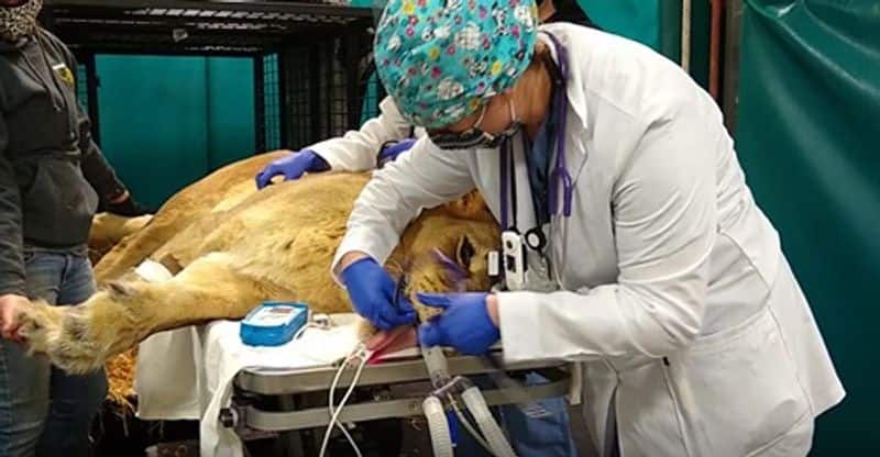 Lioness infected uterus treated by doctors dpl