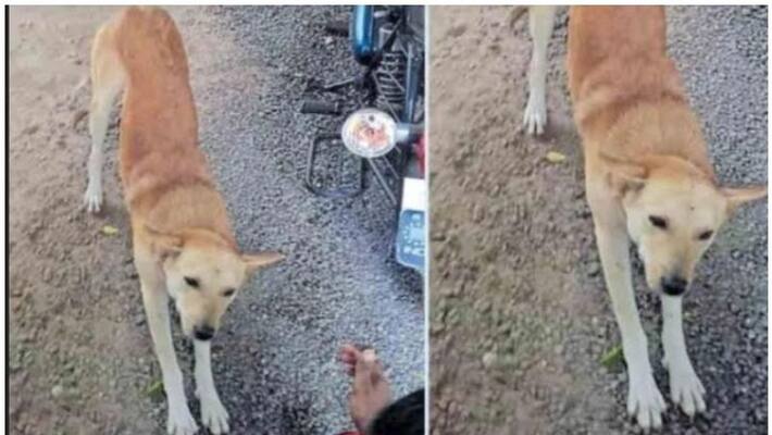 Stray Dog saves Bike rider Life Stray Dog saves Bike rider Life