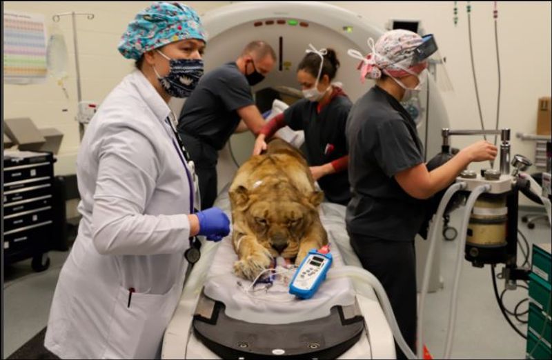Lioness infected uterus treated by doctors dpl