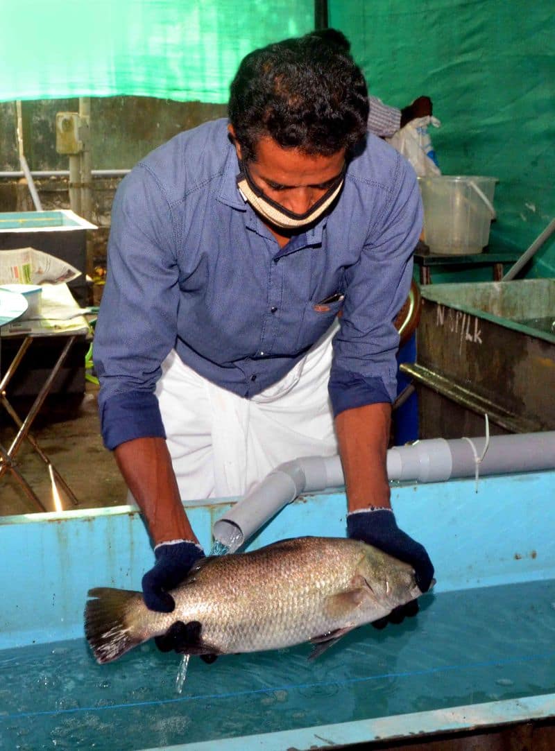 Covid 19 crisis CMFRI provides market for fish farmers