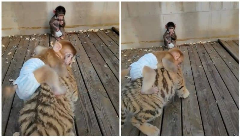 monkey plays with tiger cub