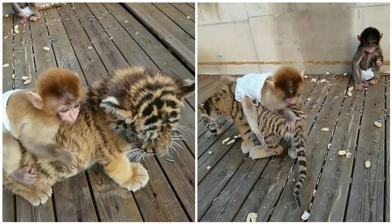 monkey plays with tiger cub