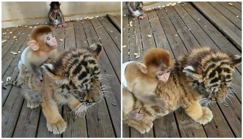 monkey plays with tiger cub