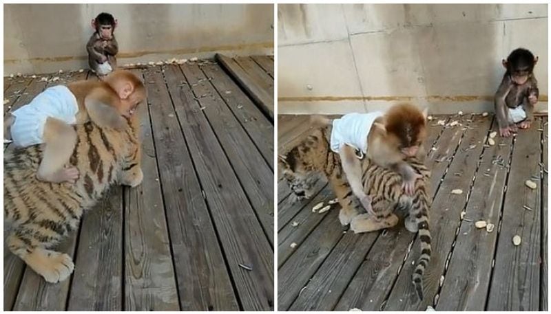 monkey plays with tiger cub