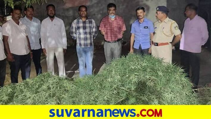 19 KG Marijuana Siezed in Yallalinga Mutt in Basavanabagevadi in Vijayapura grg 19 KG Marijuana Siezed in Yallalinga Mutt in Basavanabagevadi in Vijayapura grg