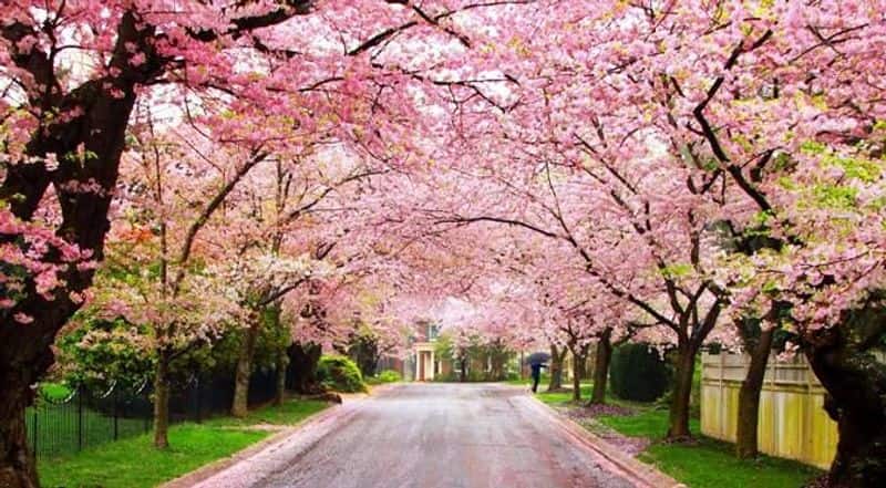 Shillong turns pink with cherry blossoms. See beautiful photos dpl