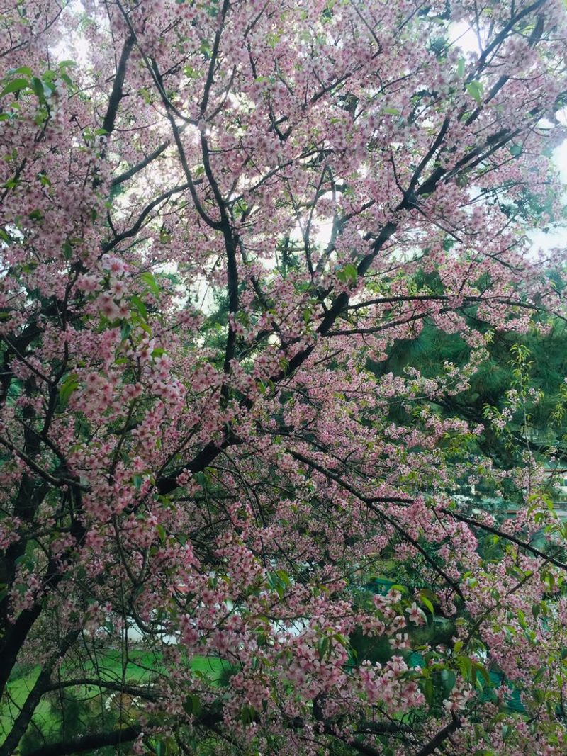 Shillong turns pink with cherry blossoms. See beautiful photos dpl