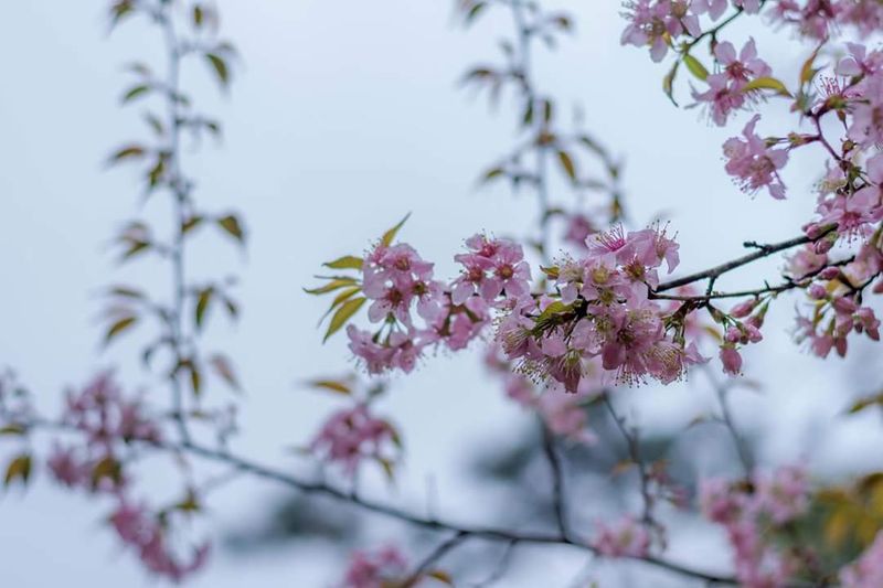 Shillong turns pink with cherry blossoms. See beautiful photos dpl