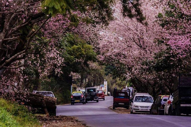 Shillong turns pink with cherry blossoms. See beautiful photos dpl