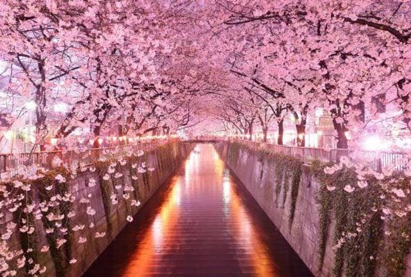 Shillong turns pink with cherry blossoms. See beautiful photos dpl